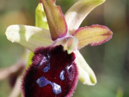 Ophrys_promontorii_Ruggiano